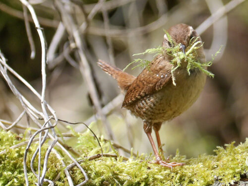 The Wren is a tiny brown bird, although it is heavier and not as slim as the even smaller Goldcrest
