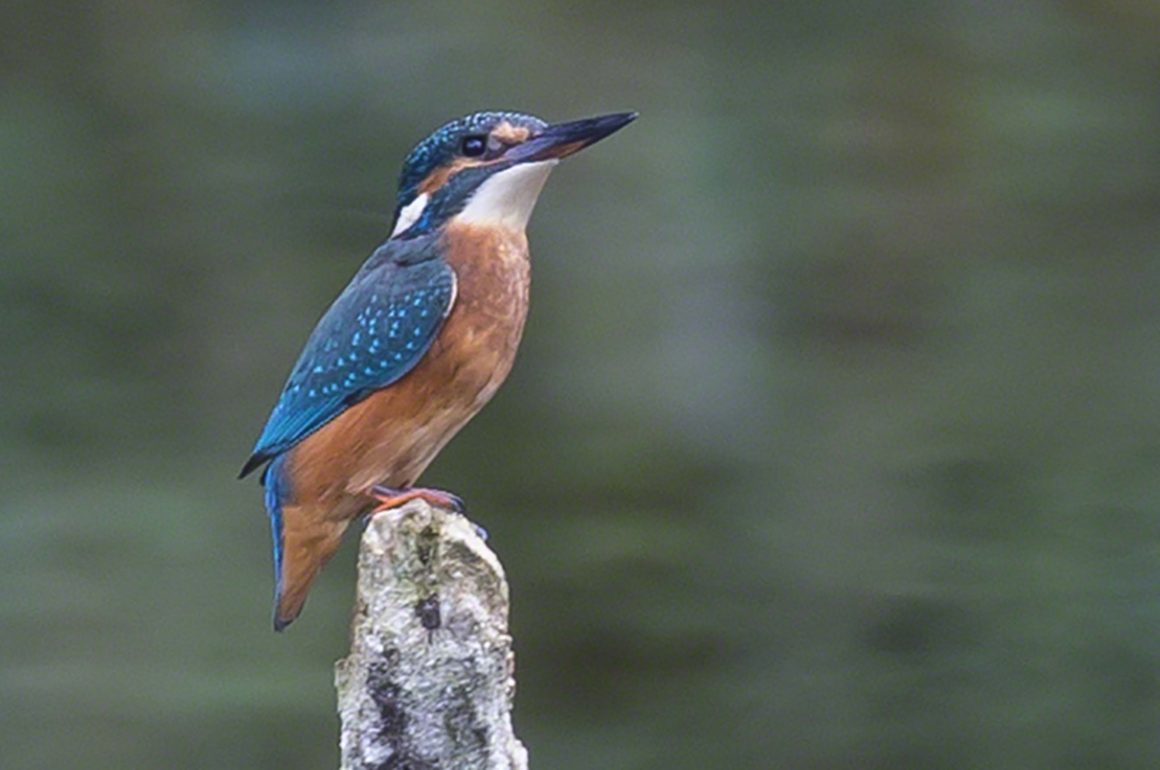 The Common Kingfisher found in the UK over slow moving or still water