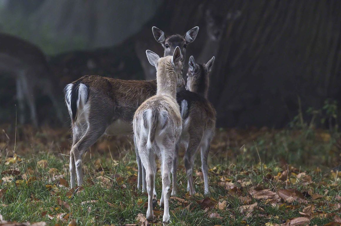 Fallow Deer at Burghley Park, Stamford, UK