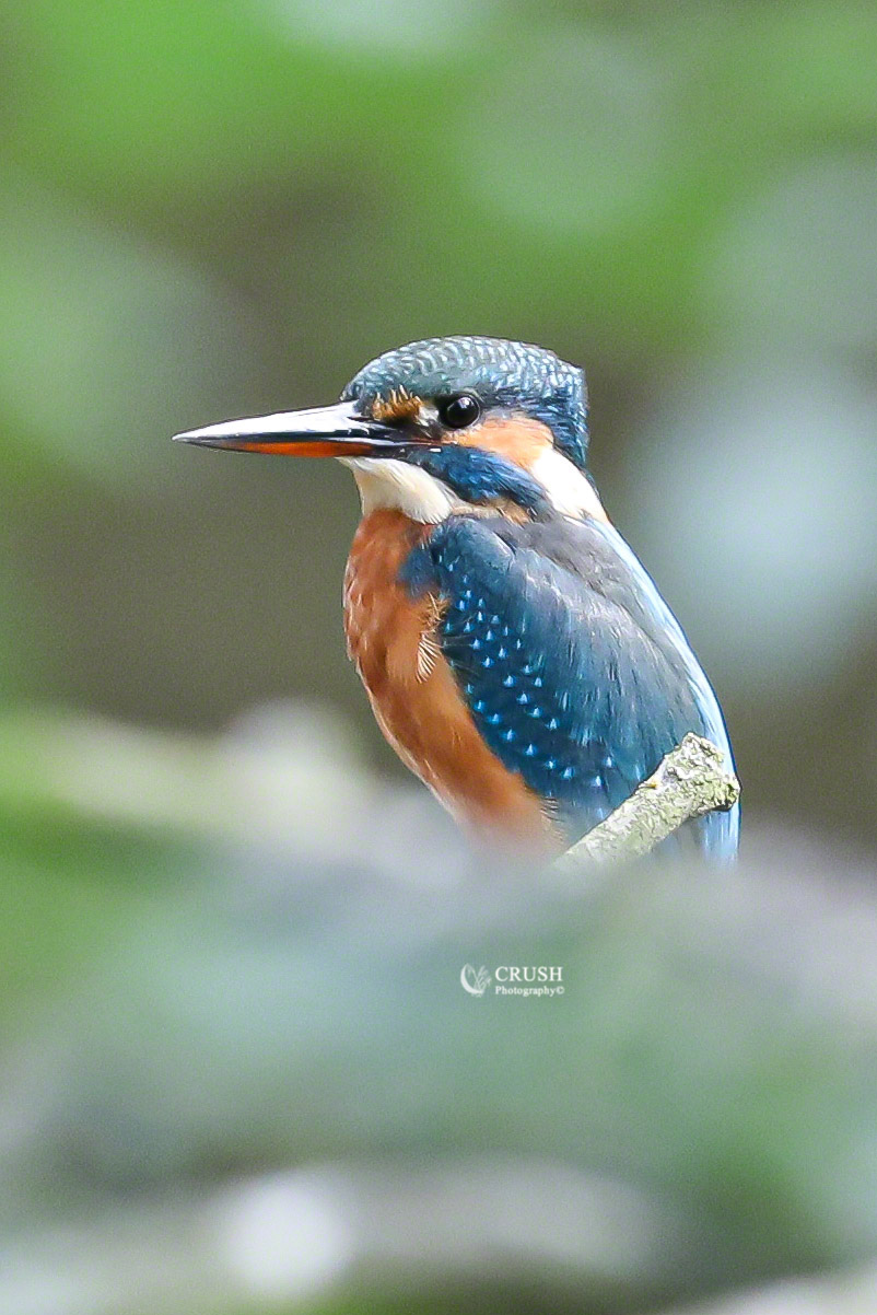 'Kingfisher (UK)'