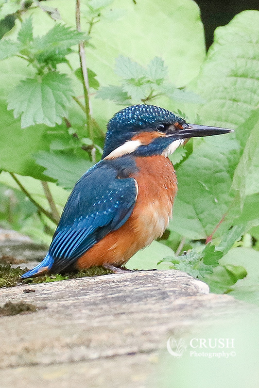 'Kingfisher (UK)'