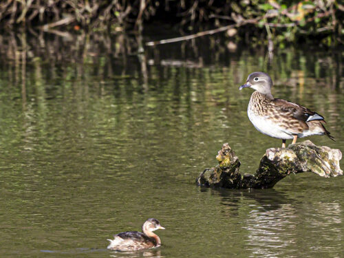 Female Mandarin Duck